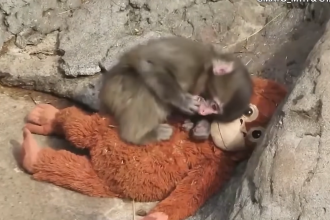 a devenit un fenonem global bebelusul de maimuta din japonia respins de mama care s a atasat de o jucarie de plus 6998aa9723986