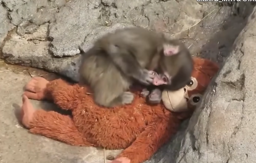 a devenit un fenonem global bebelusul de maimuta din japonia respins de mama care s a atasat de o jucarie de plus 6998aa9723986