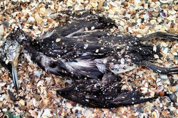 alerta de poluare in marea neagra o scurgere de ulei a ucis mii de pasari si vietuitoare marine 698ca9ed3cf16