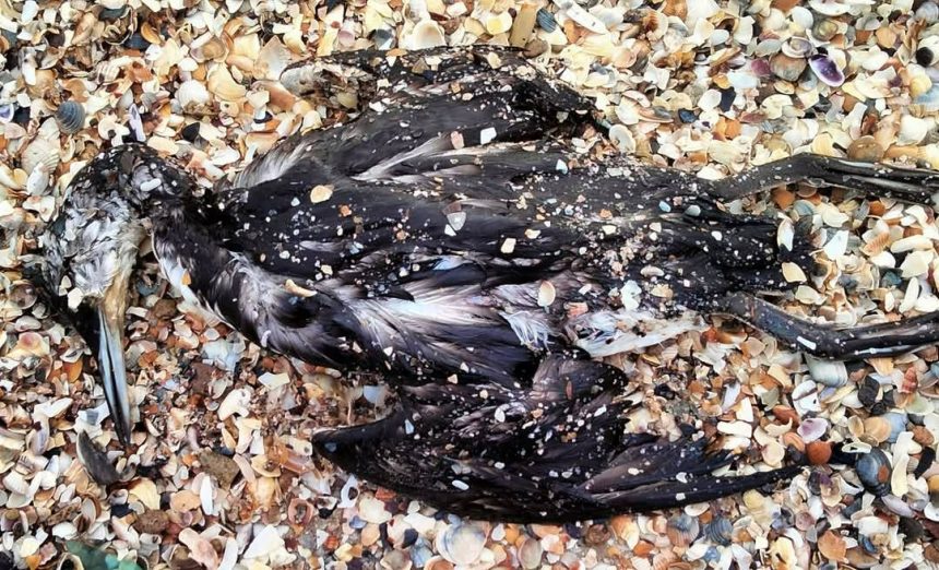 alerta de poluare in marea neagra o scurgere de ulei a ucis mii de pasari si vietuitoare marine 698ca9ed3cf16