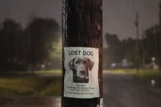 amazon ring de la animale pierdute la retele de supraveghere riscurile ascunse ale monitorizarii in masa 6994087c514b0