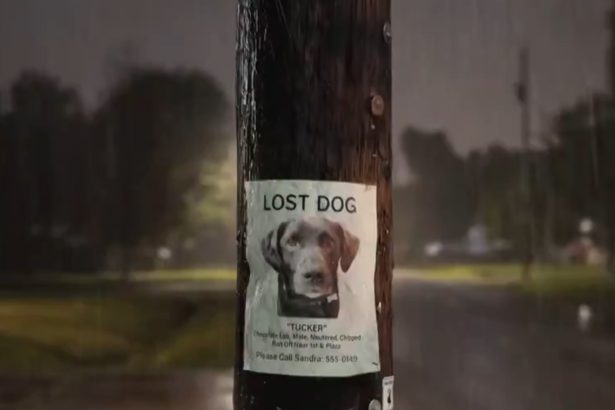 amazon ring de la animale pierdute la retele de supraveghere riscurile ascunse ale monitorizarii in masa 6994087c514b0