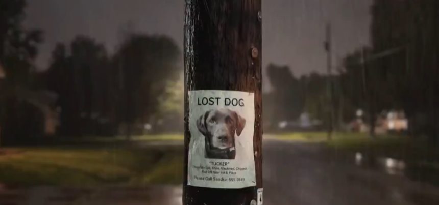 amazon ring de la animale pierdute la retele de supraveghere riscurile ascunse ale monitorizarii in masa 6994087c514b0