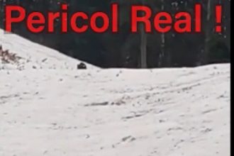 atentie turisti ursi pe partia de schi 698485b808214