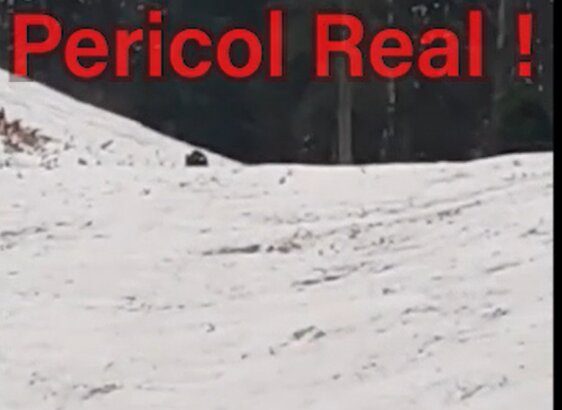 atentie turisti ursi pe partia de schi 698485b808214