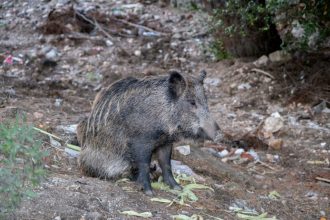 caz de pesta porcina confirmat la un fond de vanatoare din timis 6985c7e137403