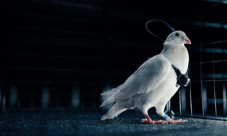 cipuri in creierul porumbeilor un startup rus testeaza biodrone controlate de la distanta 6981de884a1ec