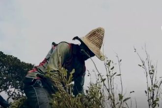 columbia produce mai multa cocaina ca niciodata cum a devenit fenomenul o problema geopolitica 6984228fcb6de