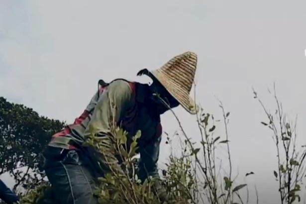 columbia produce mai multa cocaina ca niciodata cum a devenit fenomenul o problema geopolitica 6984228fcb6de