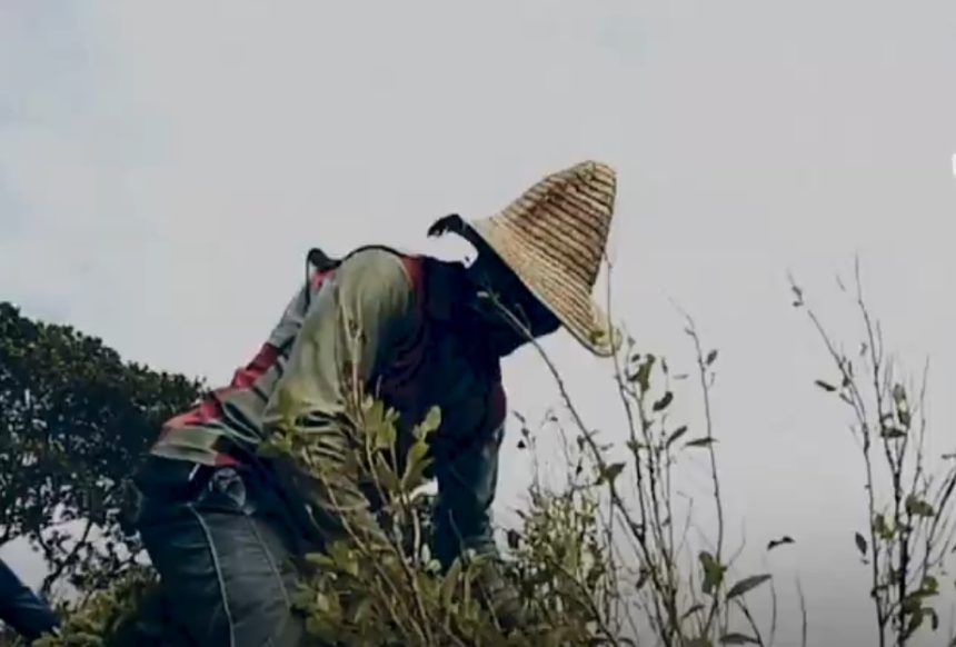 columbia produce mai multa cocaina ca niciodata cum a devenit fenomenul o problema geopolitica 6984228fcb6de