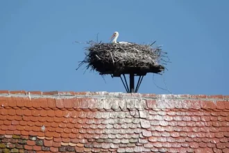 cuibul de barza care a lasat politistii clujeni in frig urmeaza sa fie relocat 69956ea28ab19