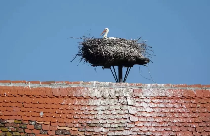 cuibul de barza care a lasat politistii clujeni in frig urmeaza sa fie relocat 69956ea28ab19