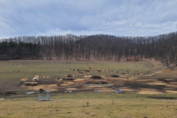 dosar penal deschis dupa ce 214 animale au fost gasite moarte intr o ferma din judetul cluj 6998b6bda7a85