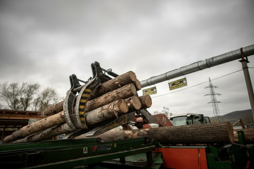 edited diana buzoianu 3 560 mc de lemn taiat ilegal descoperiti intr o luna prejudiciu de 2 milioane de lei 699d6dd4c29eb
