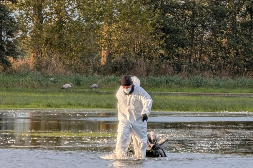 focar de gripa aviara depistat intr o comuna din judetul cluj ce masuri trebuie sa respecte populatia 699eddb41d9b2