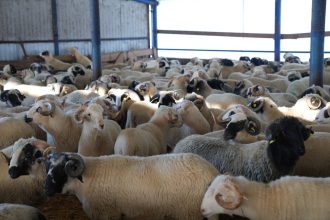 gerul loveste si animalele recomandarile ansvsa pentru crescatorii de animale nu mai lasati cainii legati in ger 69830a0c00792