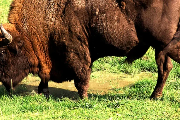 inca 3 cadavre de animale descoperite la ferma din cluj peste 200 de bizoni cerbi si mufloni morti 699caedb89970