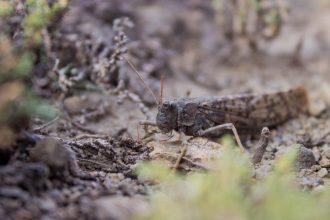 invazie de lacuste intr o populara regiune turistica frecventata de numerosi romani 699fe17e34802