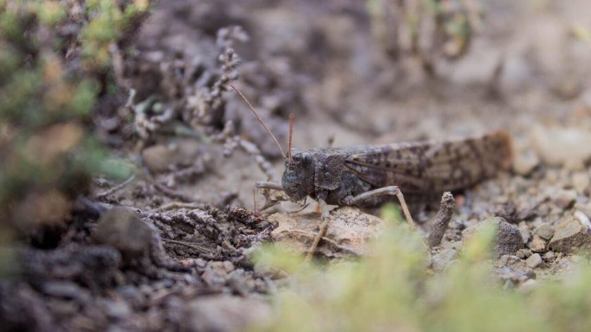 invazie de lacuste intr o populara regiune turistica frecventata de numerosi romani 699fe17e34802