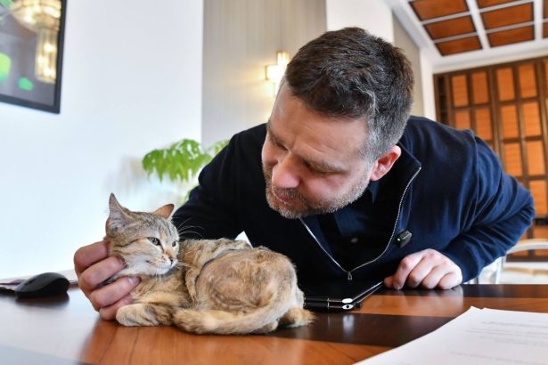 primaria capitalei are o angajata noua pisicuta cathy noua secretara a primarului ciucu 698dcd0dc2e40