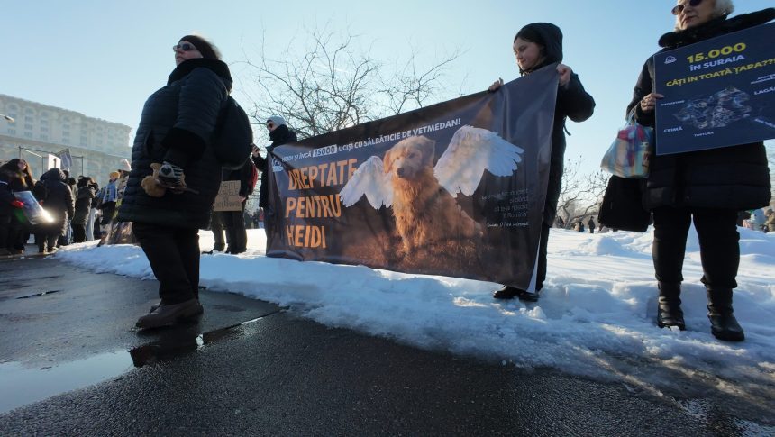 protest la palatul parlamentului pentru drepturile animalelor peste 700 de persoane cer interzicerea eutanasierii in masa 699b22059a332