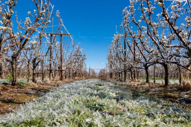 sprijin de urgenta pomicultorilor afectati de inghetul tarziu granturi de pana la 2 000 euro ha 69849e3a0c7c6