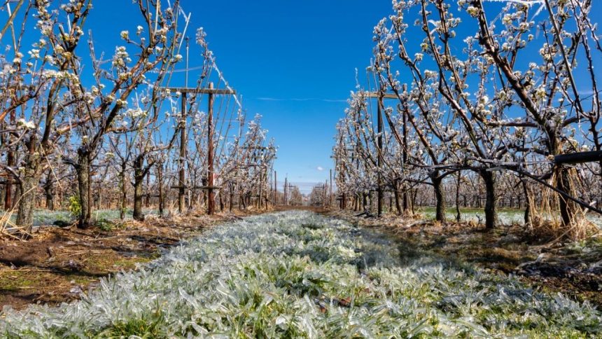 sprijin de urgenta pomicultorilor afectati de inghetul tarziu granturi de pana la 2 000 euro ha 69849e3a0c7c6
