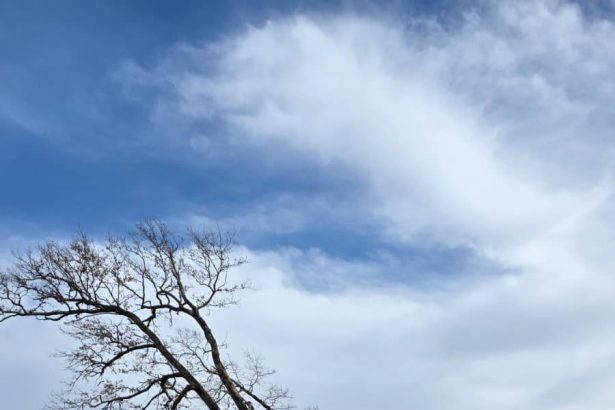 taieri ilegale de arbori intr o arie protejata din brasov amenzi de 30 000 de lei si dosar penal 698ad388e9c16