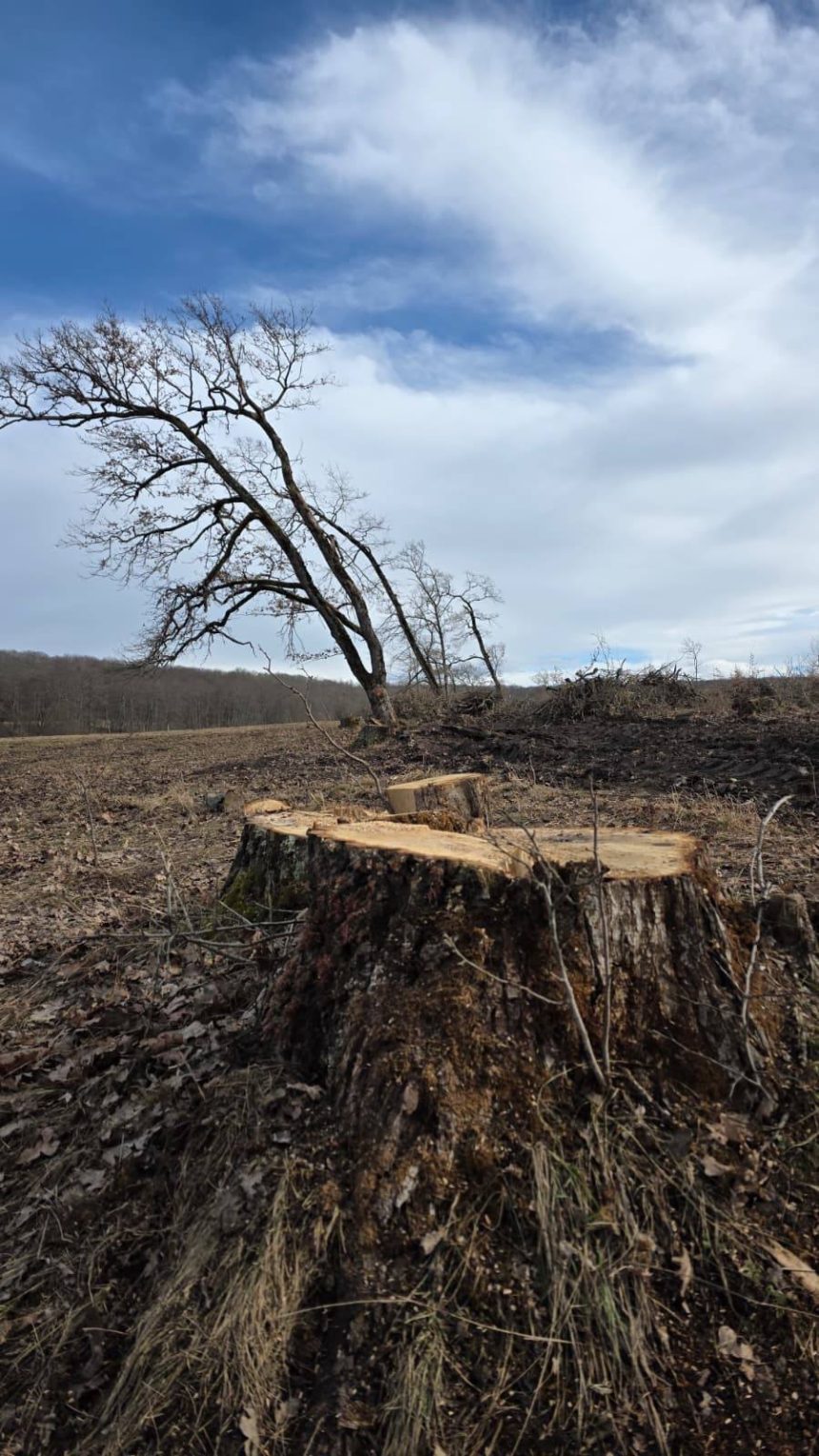 taieri ilegale de arbori intr o arie protejata din brasov amenzi de 30 000 de lei si dosar penal 698ad388e9c16