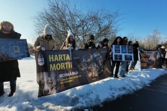 un deputat propune infiintarea unei comisii parlamentare de ancheta privind centrele de exterminare a animalelor 699c04d26269a