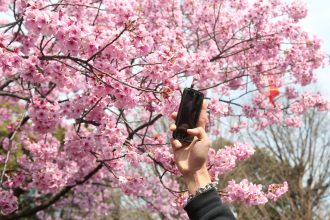 un oras din japonia anuleaza festivalul florilor de cires din cauza incidentelor provocate de turisti 6984bfa140efe