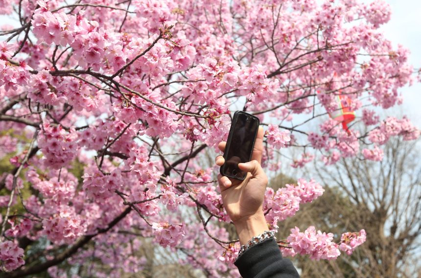 un oras din japonia anuleaza festivalul florilor de cires din cauza incidentelor provocate de turisti 6984bfa140efe