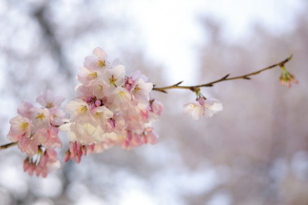 vin temperaturi de primavara in plina iarna in balcani iar romania e inclusa 699ec89deddd0