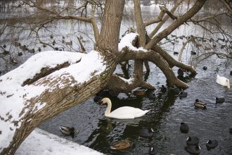 zapada poleiul si gerul polar lovesc romania temperaturi de 15 grade 698847b4456ec