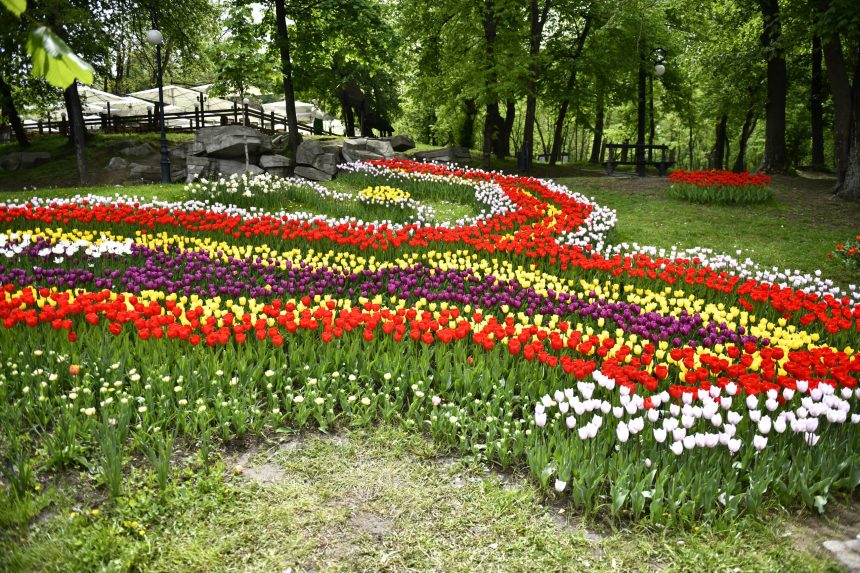 21 martie ziua olteniei regiunea care a dat startul uneia dintre cele mai importante miscari din istoria romaniei 69be692bcad8a