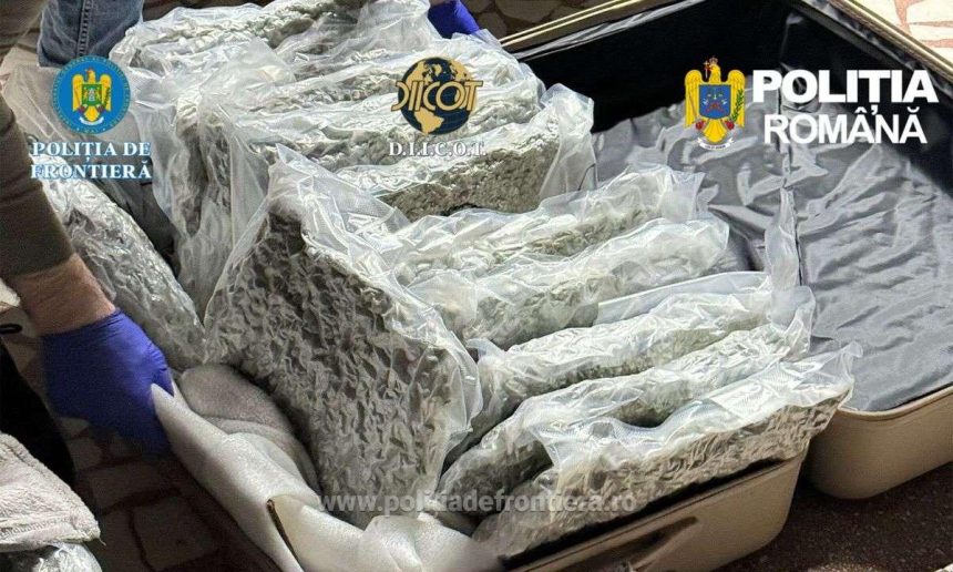 31 kilograme de canabis in trolerele unui italian care a vrut sa intre in romania pe la nadlac 69c1447c9c3ea
