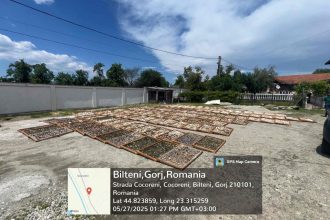 afaceri de 13 milioane de lei prin exploatarea ilegala a 64 de tone de trufe 69b1b307a1f62