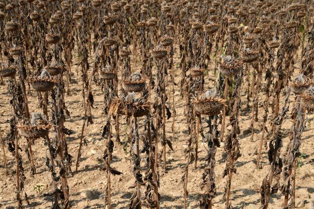 cei mai calzi 11 ani din istorie confirmati oficial ce urmeaza pentru planeta care nu mai poate raci 69c0f83752d1f