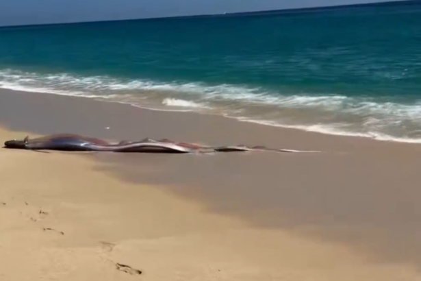 doi pesti ai apocalipsei descoperiti pe o plaja de catre turisti oamenii spun ca este un semn rau 69afcd401c468