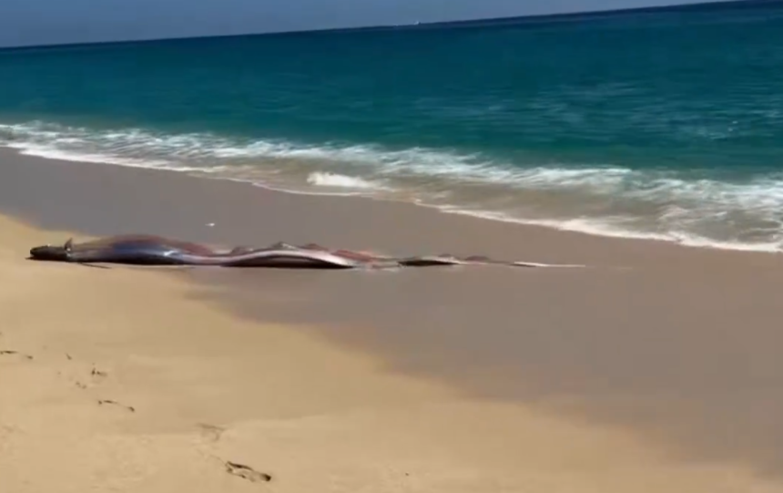 doi pesti ai apocalipsei descoperiti pe o plaja de catre turisti oamenii spun ca este un semn rau 69afcd401c468