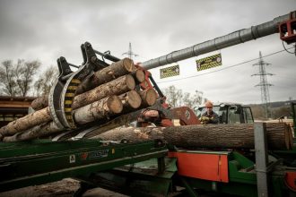 edited ciocanul de marcat arbori devine istorie 69b2db9d83e71