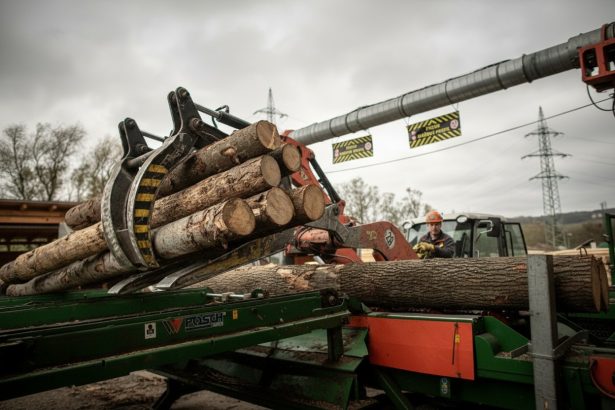 edited ciocanul de marcat arbori devine istorie 69b2db9d83e71