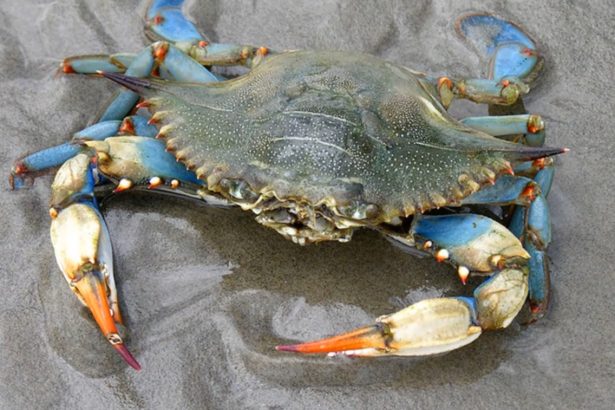 exporturile de crab albastru din venezuela blocate industria ramane fara principalul client 69c52ab9b60fa
