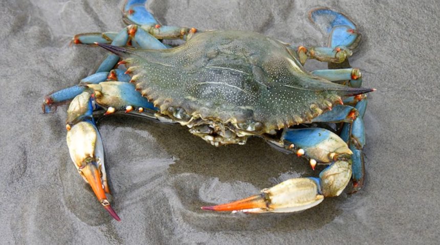 exporturile de crab albastru din venezuela blocate industria ramane fara principalul client 69c52ab9b60fa