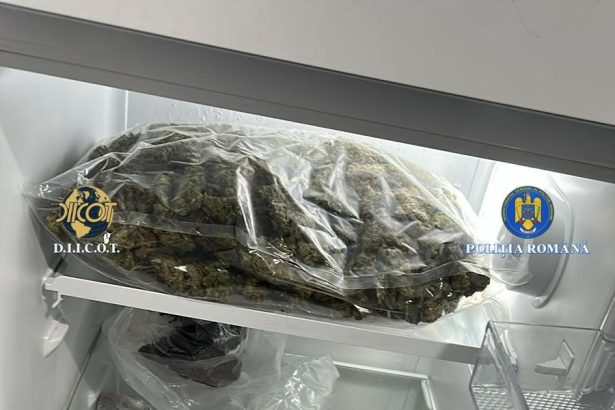 kilograme de canabis ridicate de la 5 tineri din valcea unul dintre el e acuzat si de proxenetism 69bab63b45a99