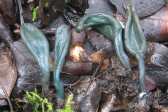 o descoperire uluitoare intr o rezervatie naturala doar a doua aparitie din europa 69c7d8255a694