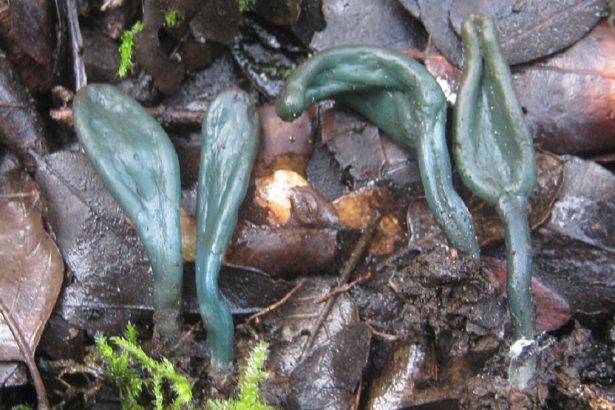 o descoperire uluitoare intr o rezervatie naturala doar a doua aparitie din europa 69c7d8255a694