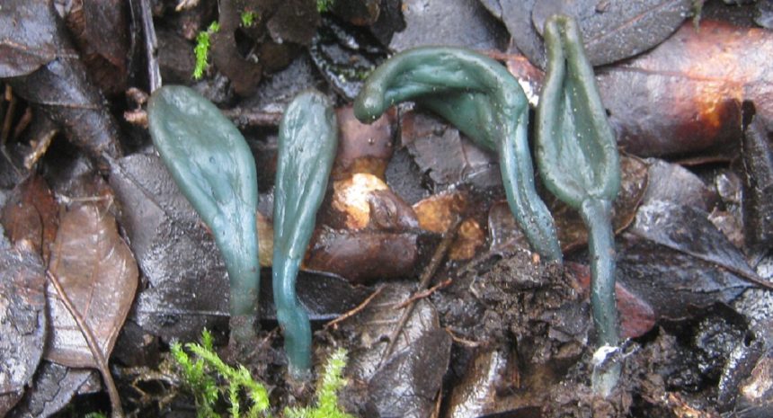 o descoperire uluitoare intr o rezervatie naturala doar a doua aparitie din europa 69c7d8255a694