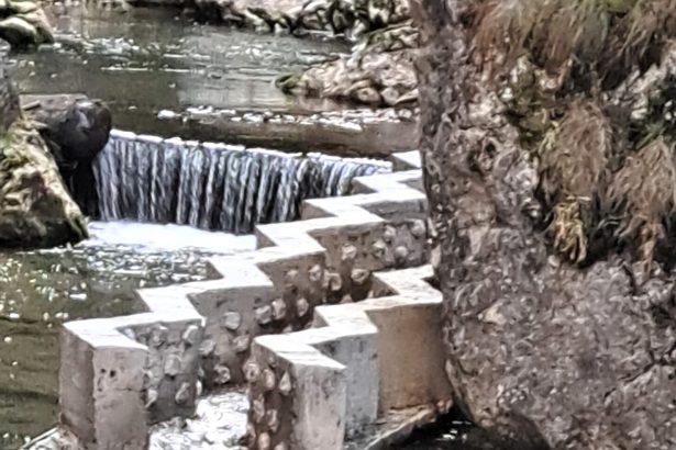 pesti morti in aval de barajul reconstructia din piatra neamt 69a72cd6ec35c