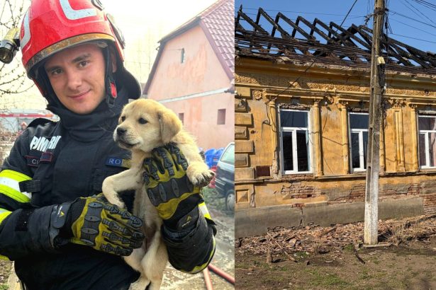 pompierii din timis au salvat un catel dupa ce o casa a luat foc incendiile la locuinte tot mai dese 69c25d9fe7e7d